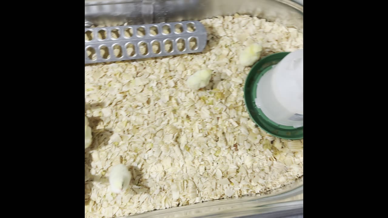Day 2: Raising chickens for meat