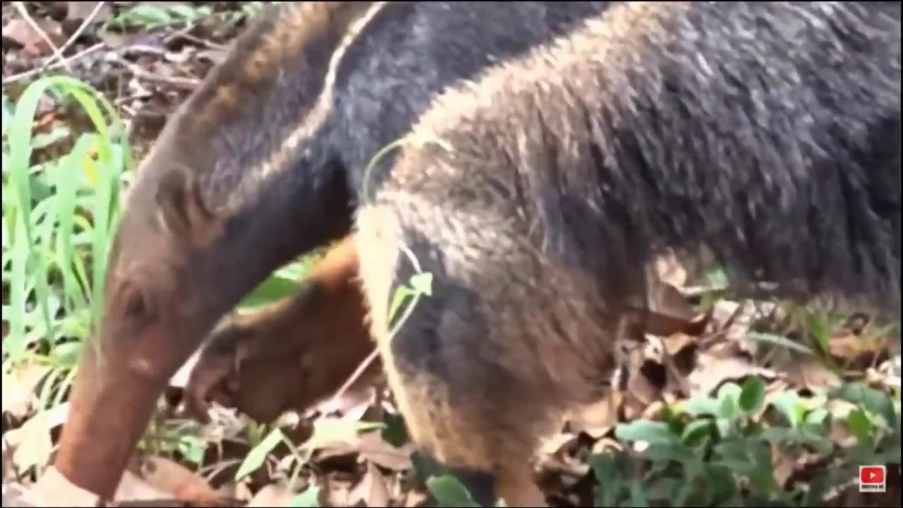 “Giant Anteater: Nature’s Silent Giant”