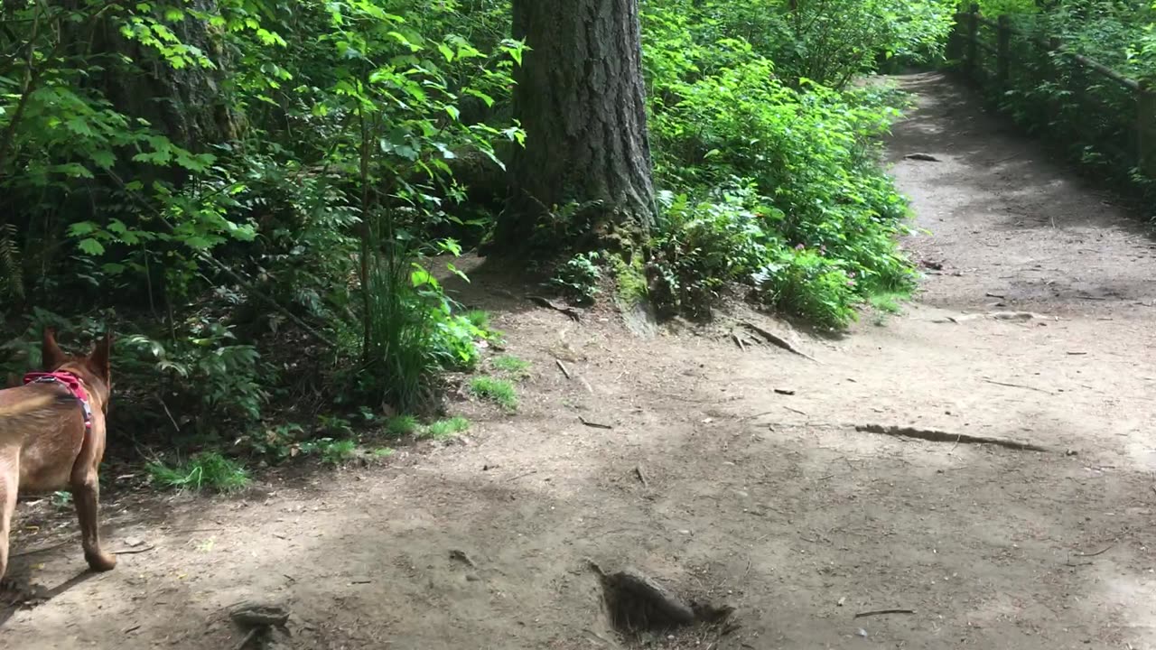 park patrol 2908432098243