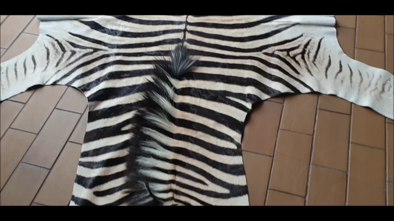 A Grade Zebra hide rug skin