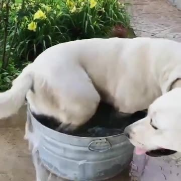 Not much of a team player