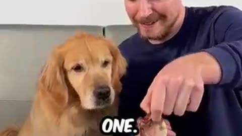 Feeding a dog $1 vs $10,000