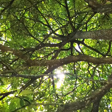 The beauty of the trees and the sparkle of the sun