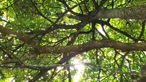 The beauty of the trees and the sparkle of the sun