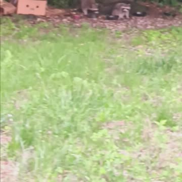 Raccons eating