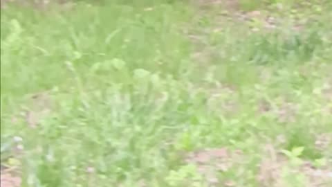 Raccons eating