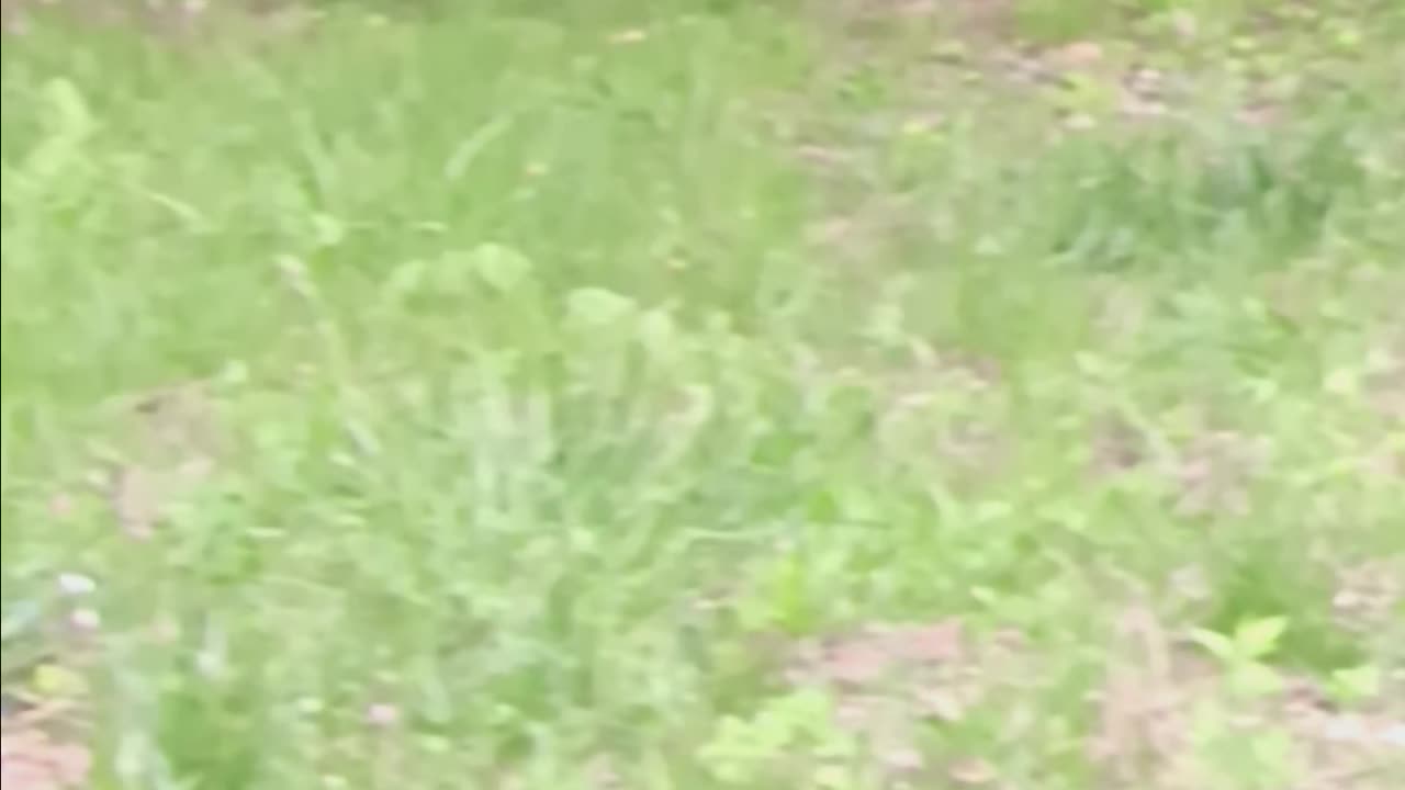 Raccons eating