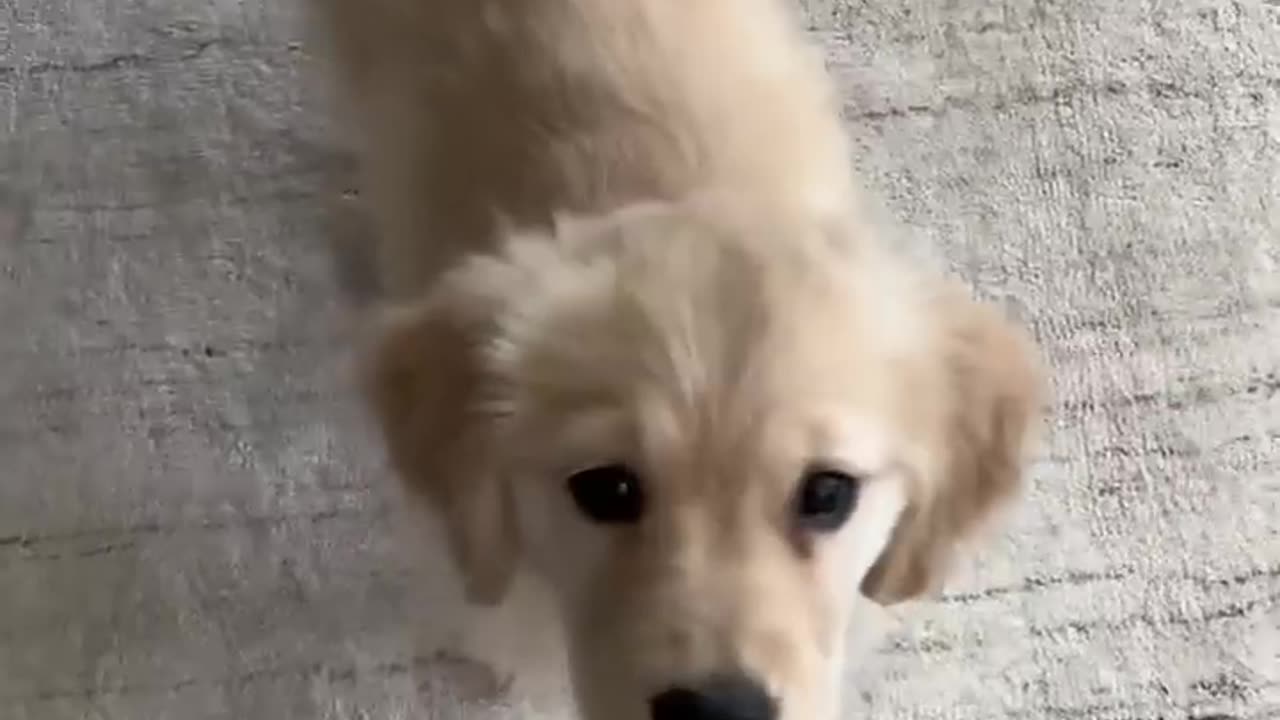 I am your doggy