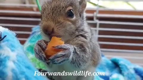 Seagulls Meowing, Squirrels Chilling & & a Cat on Drums?!