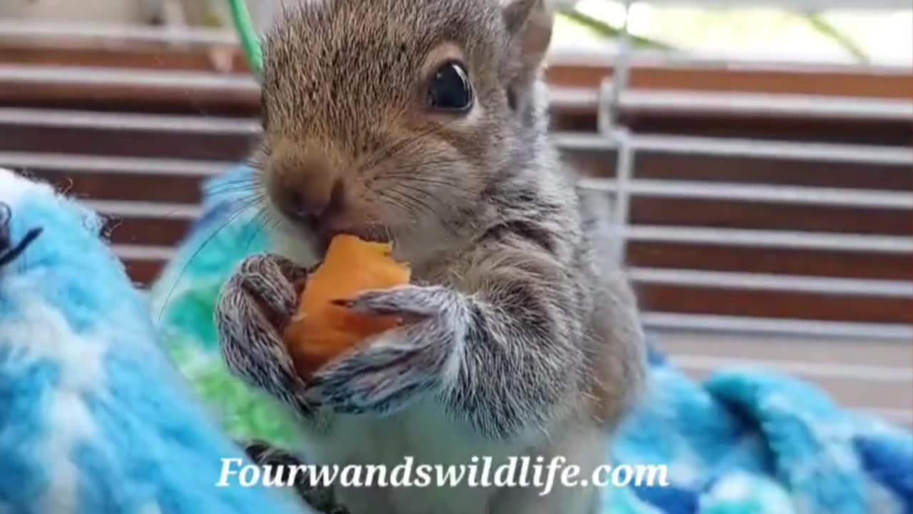 Seagulls Meowing, Squirrels Chilling & & a Cat on Drums?!