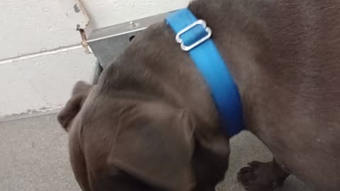 Jackson 5y A793841 kennel 225 harrys haven PACC shelter food's good but lovins best overall202591016