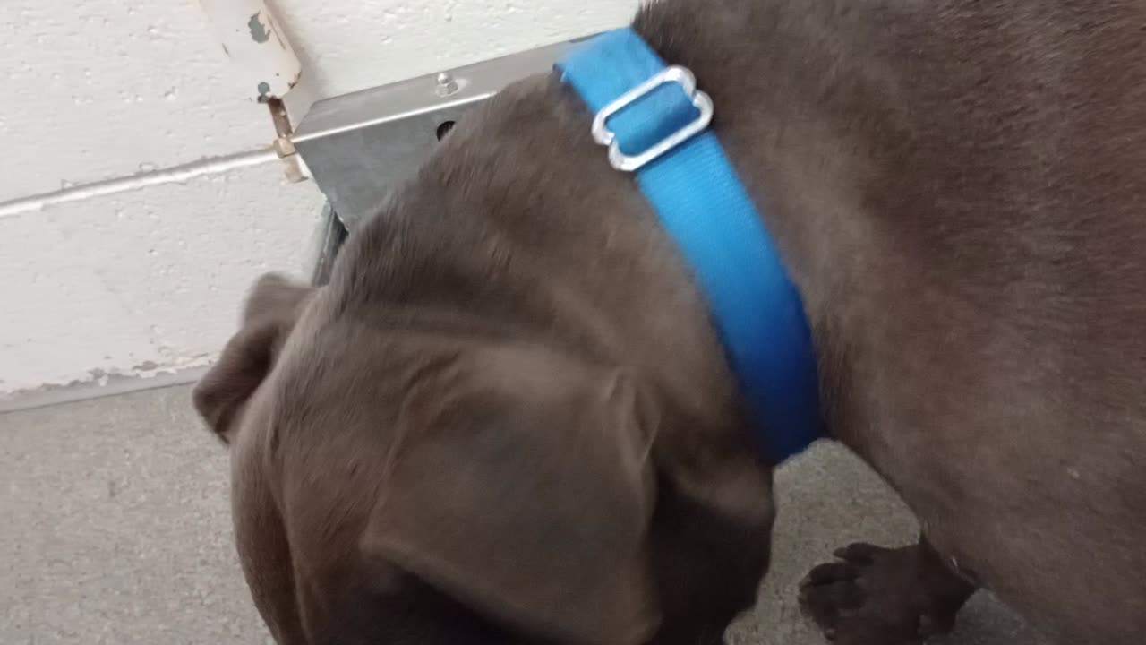 Jackson 5y A793841 kennel 225 harrys haven PACC shelter food's good but lovins best overall202591016