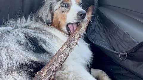 Aussie Brings Prized Stick Home From Hike