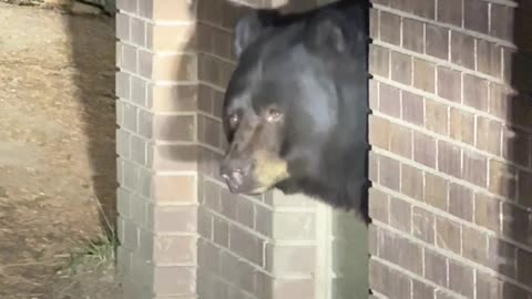 Not a Little Dog but a Big Ole Bear