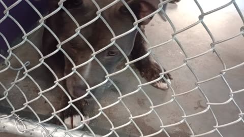 Potato 2y Pet Id 946743 kennel 22 HSSAZ shelter had ups & downs but I really love this guy202582923