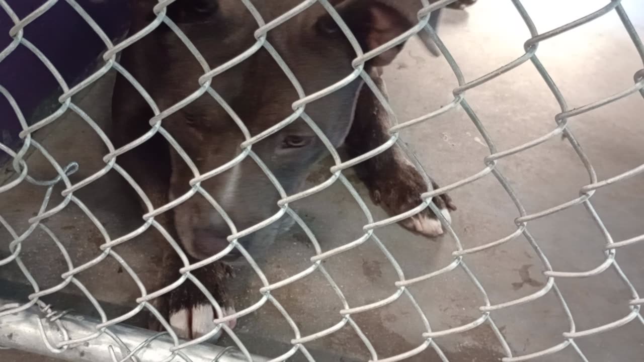 Potato 2y Pet Id 946743 kennel 22 HSSAZ shelter had ups & downs but I really love this guy202582923