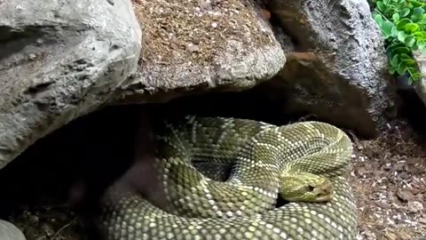 Pacific Rattlesnake at San Juan de Aragon Zoo in Mexico City