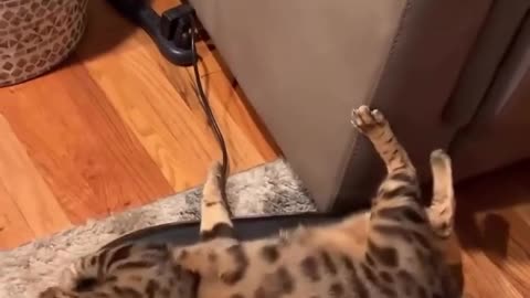 😂 Don't Be Fooled! This Animal's Got Skills | FunFM