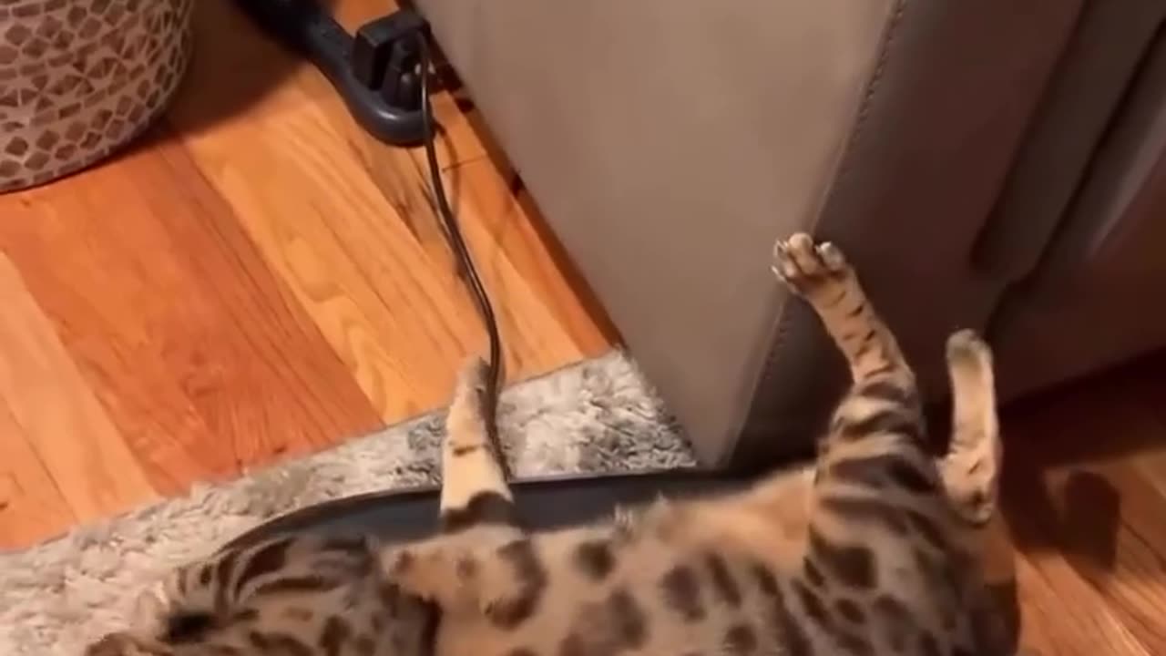😂 Don't Be Fooled! This Animal's Got Skills | FunFM