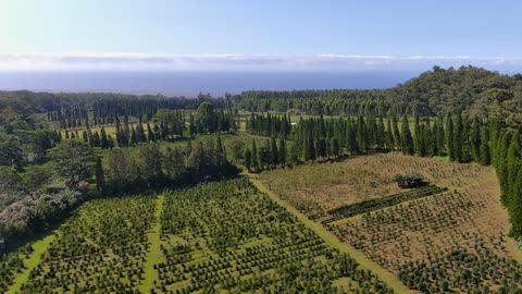 96-2140 KAUMAIKAOHU ROAD - AERIAL DRONE - COFFEE FARM [2 LOTS]