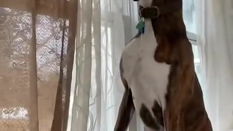 Animal caught on camera