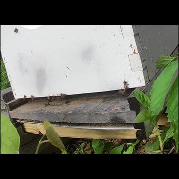 Saturday Morning Coming to Life with Birds and Cicadas