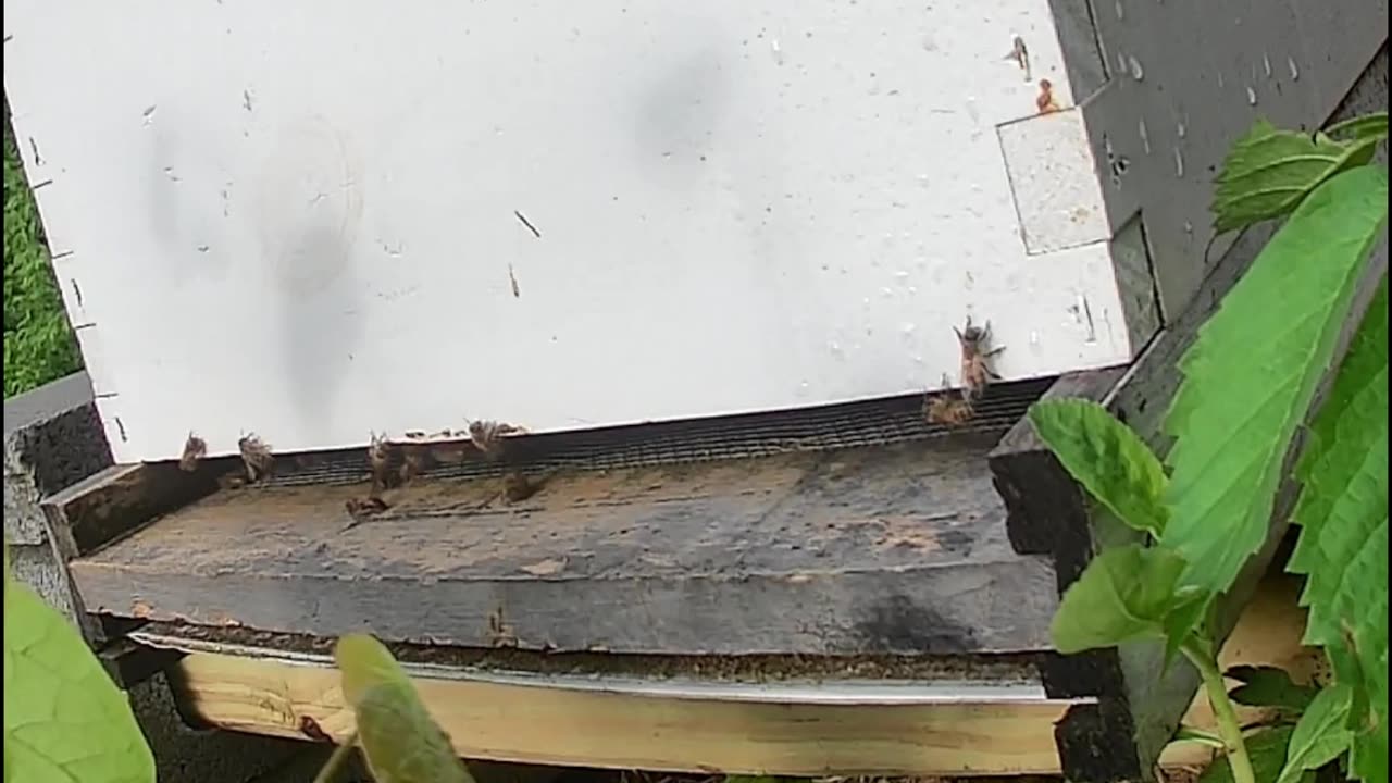 Saturday Morning Coming to Life with Birds and Cicadas