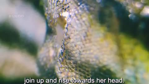 Funny videos funny birds funny animal natural beauty