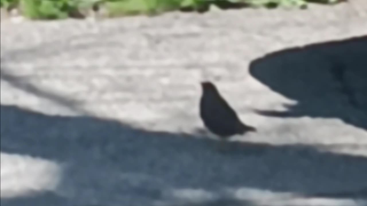 Starling bird