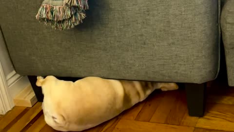 French Bulldog's Midnight Bone Heist