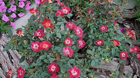 Deadheading a "Meet Petite" Boutique Drift Rose