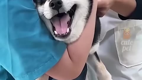 Animal Funny Video
