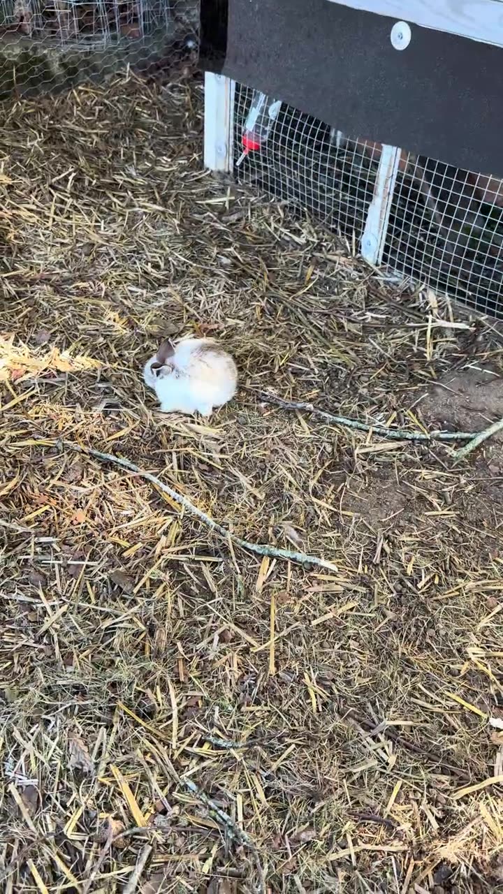 små kaniner busar på sitt roligaste sätt