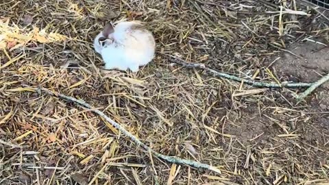 små kaniner busar på sitt roligaste sätt