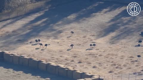 OP BIRDCOUNT - Universal Ostrich Farms How many ostriches do you see? October 15, 2025