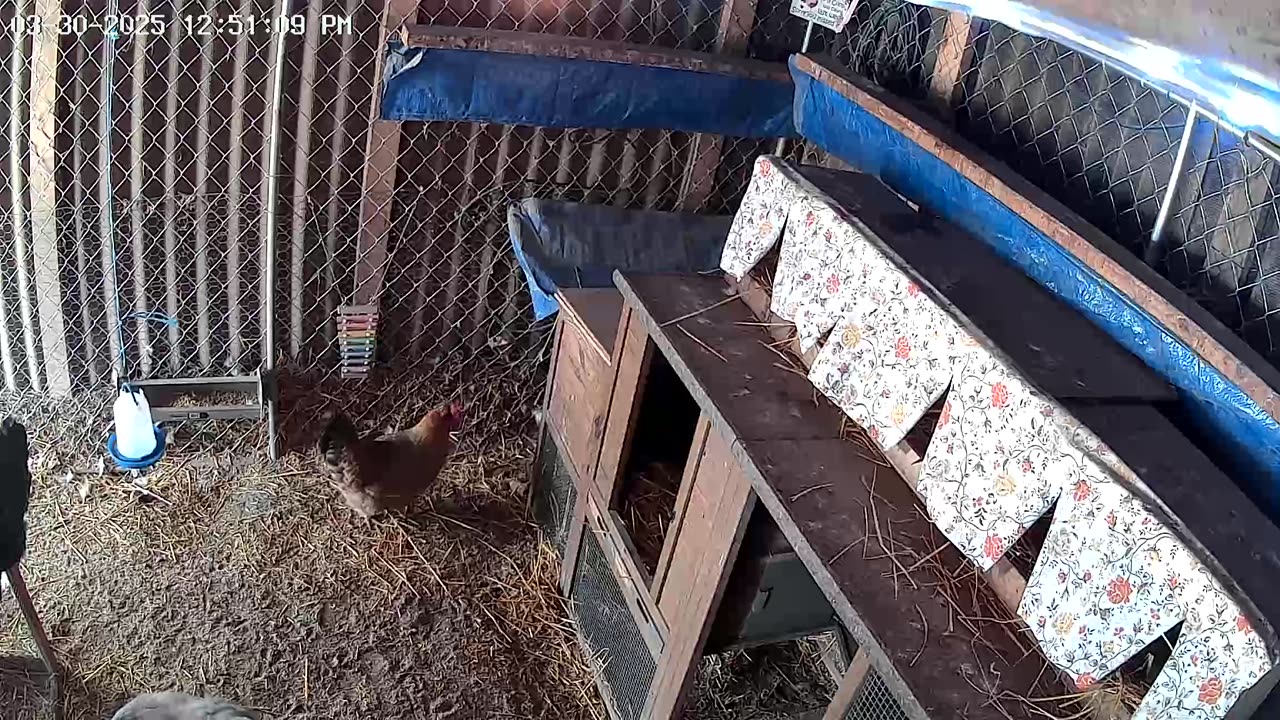 Intruder Alert! 😢
