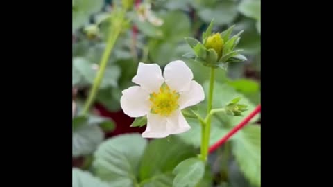 #strawberry #plant with lots of amazing #fruits 🍓#fruit #plants #food #nature #homegrown, #berry