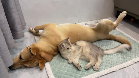 too interesting!The puppy imitates the kitten sleeping on its back.The cat and dog grew up together