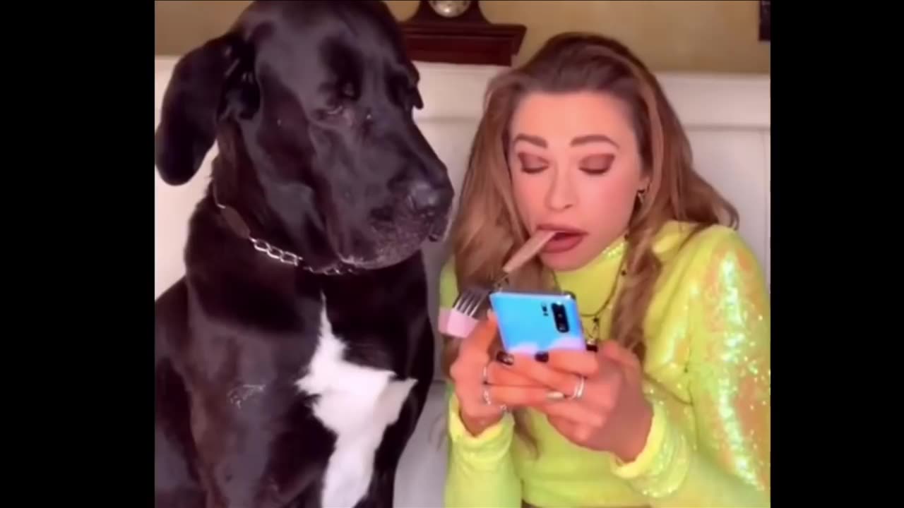 Dog's Funny Video's 😂