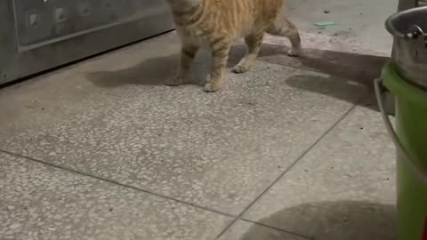 Funniest Cats Ever! / Cele mai amuzante pisici – Râzi cu lacrimi garantat! 😹🐱