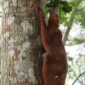 Philippine colugo with baby.