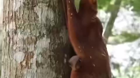 Philippine colugo with baby.