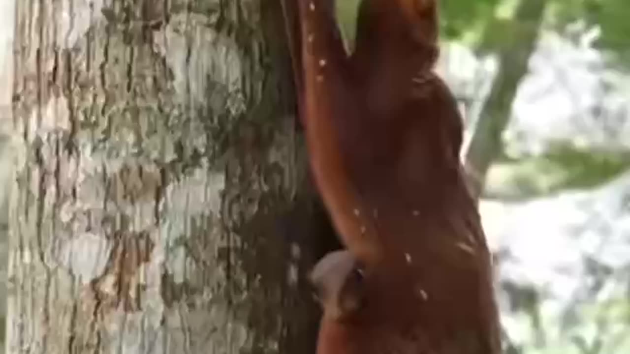 Philippine colugo with baby.