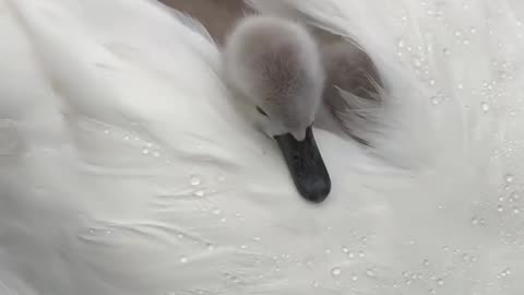 Motherly love