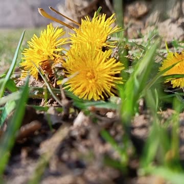 Golden Blossoms Rising from the Earth