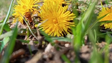 Golden Blossoms Rising from the Earth