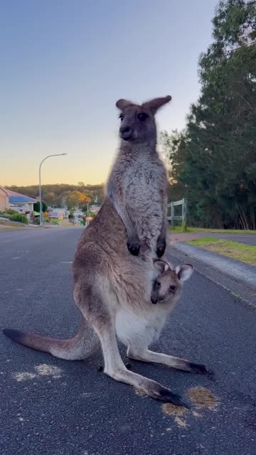 Kangaroo 🦘