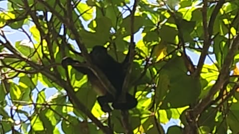 Monkey in our tree
