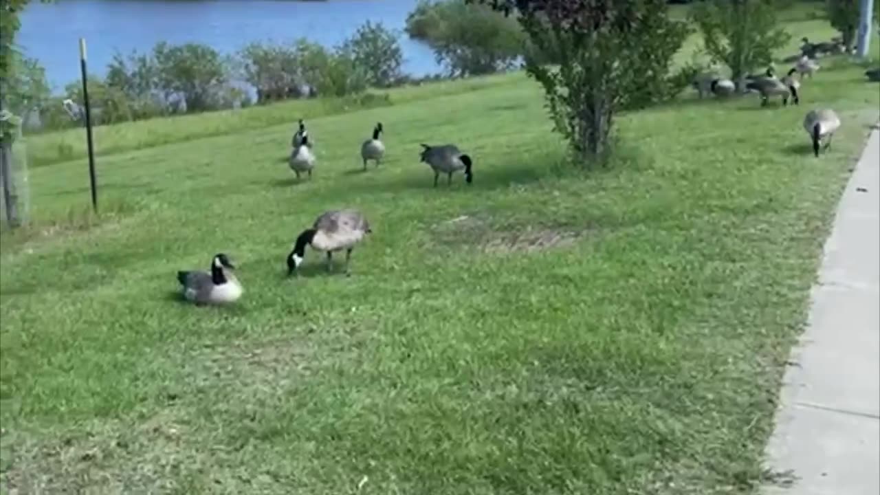 Canada geese having a field day