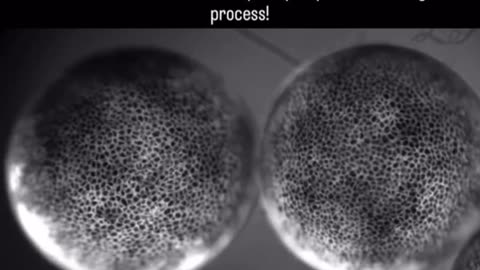 🤯✨ 52-Hour Embryonic Development Timelapse! | FeedMyCuriosity